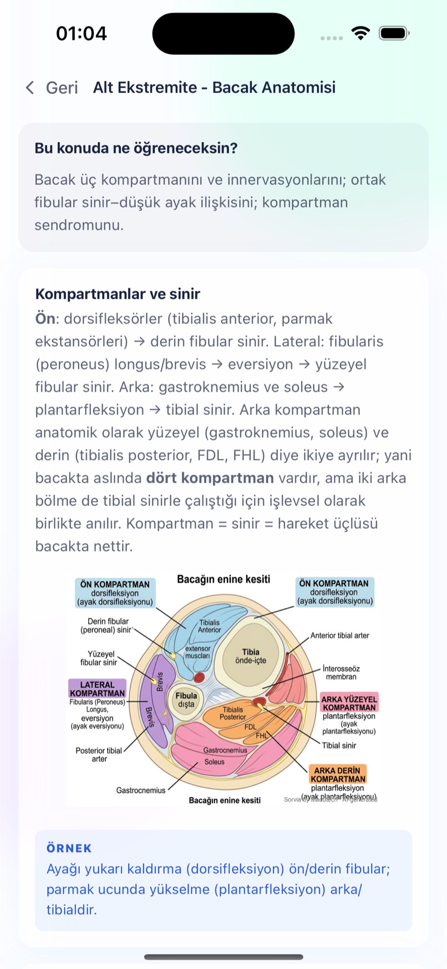 Bacak anatomisi konu anlatımı — etiketli kesit şeması