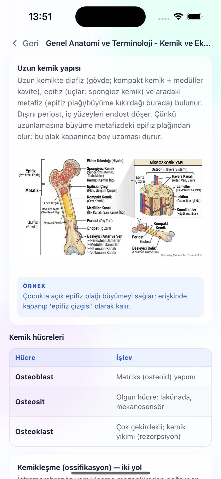 Uzun kemik yapısı konu anlatımı — etiketli anatomi şeması, mikroskobik yapı ve kemik hücreleri tablosu